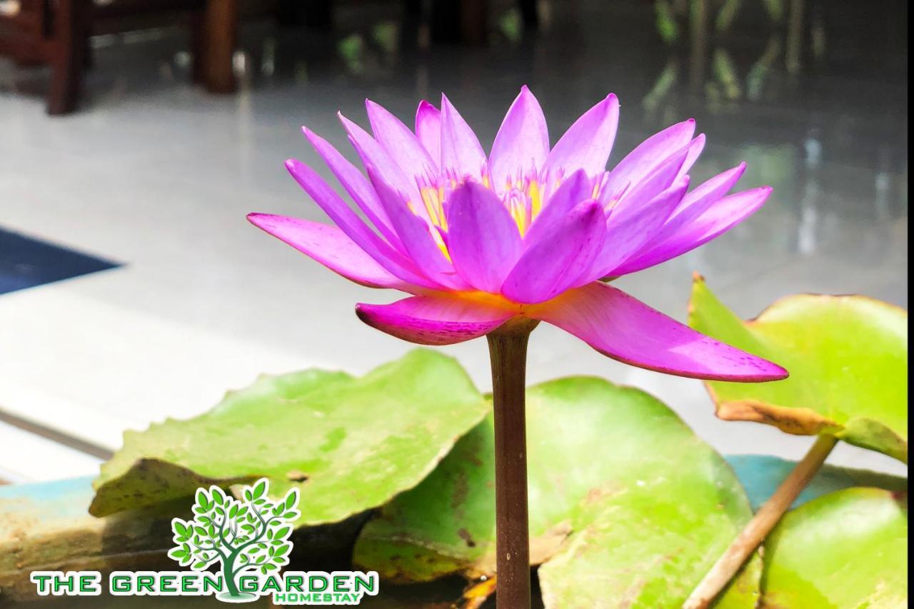 The Green Garden دامبولا المظهر الخارجي الصورة