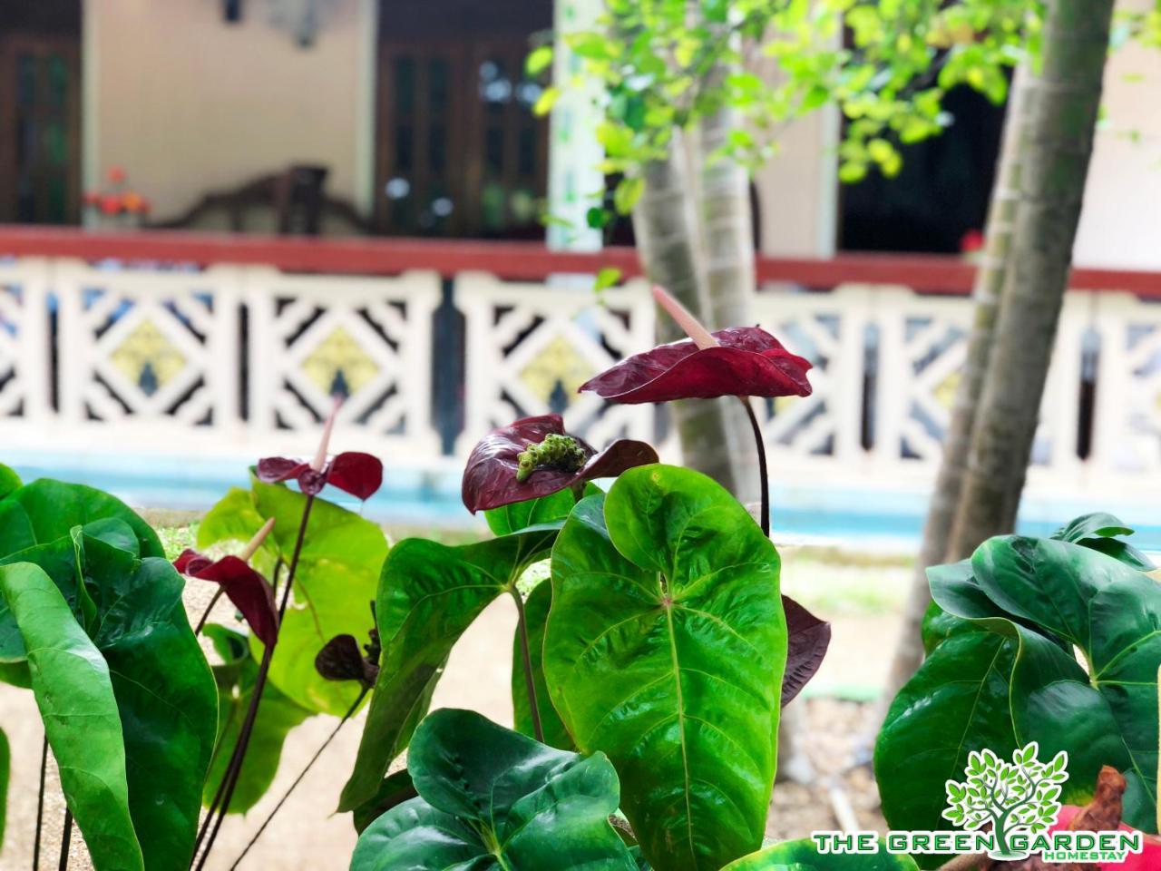 The Green Garden دامبولا المظهر الخارجي الصورة